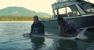 FISHING FOR RIVER MONSTERS - Giant River Sturgeon - Carl and Alex